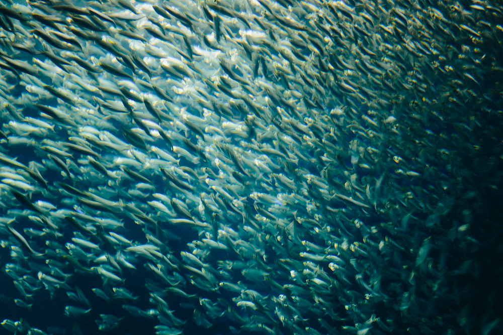 A school of Pacific Sardines fish, in a shoal, moving in the same direction